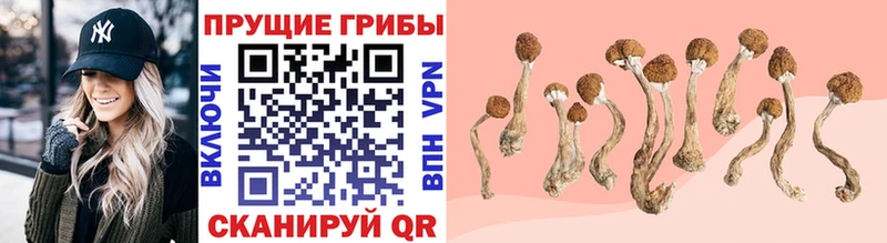 Псилоцибиновые грибы Psilocybine cubensis  blacksprut tor  Болохово  цены  